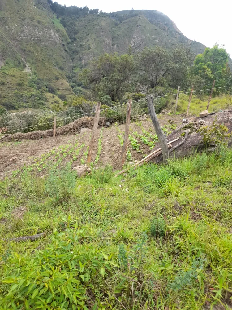 Aprestamiento de tierra para huertas - Imagen 2